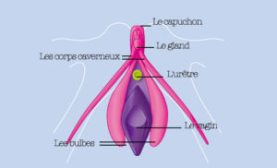 clitoris-cosmopolitan-300x182